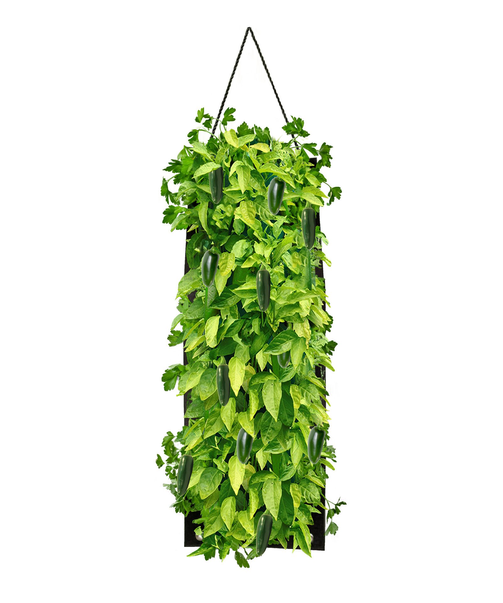 organic-hanging-jalapeno-pepper-growing-kit.jpg